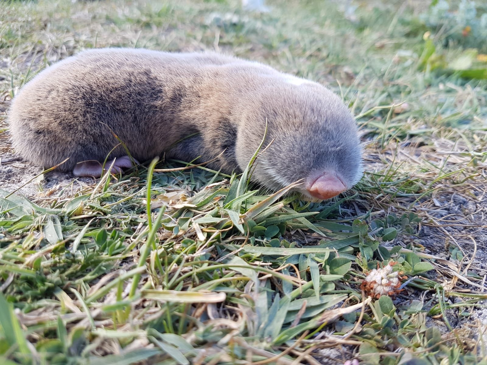 An Anatolian blind mole rat on grass