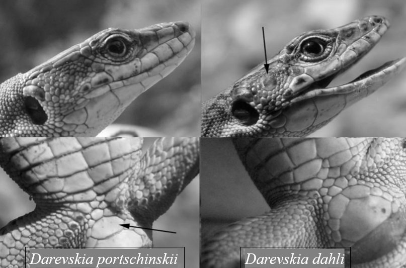 Close-ups of Darevskia portschinskii and Darevskia dahli