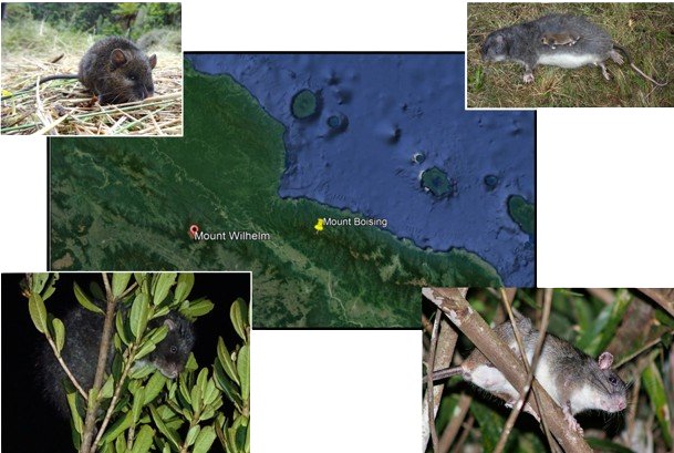 Murine rodents from New Guinea and a map of the sampling localities